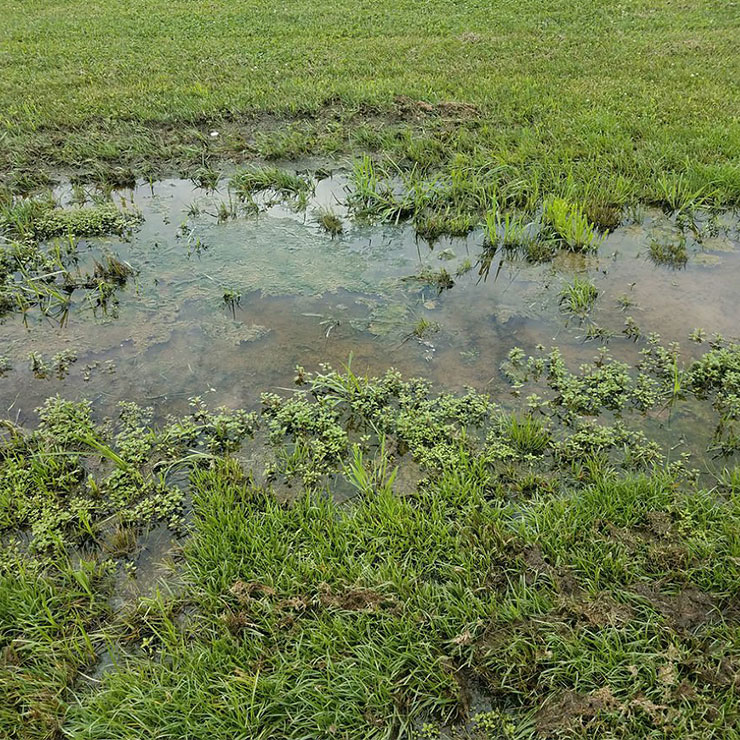 Drainage Backyard Problem